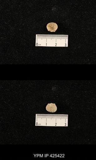 Meekella skenoides