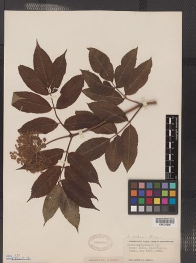 Sambucus pubens