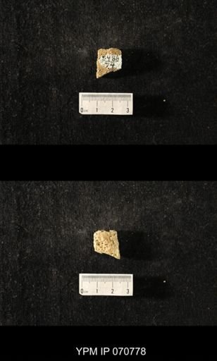 Favosites louisvillensis