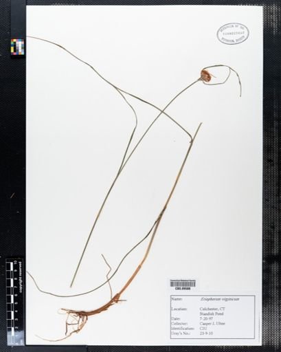 Eriophorum virginicum