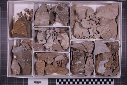 mixed taxa, stratigraphic collection