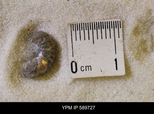 Hoploscaphites nicolletii