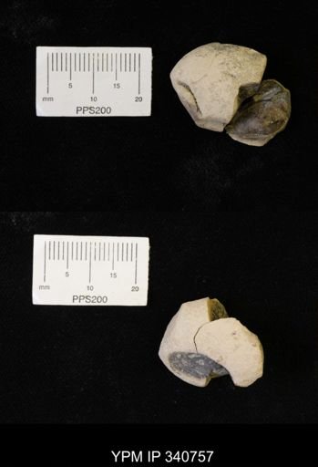 Yoldia cf. evansii