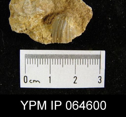 Sieberella roemeri