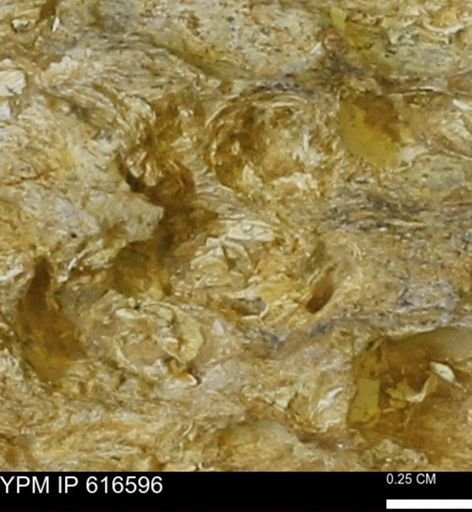 Teredo sp.