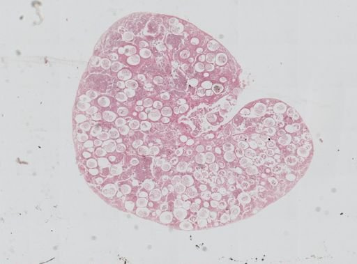 Monocystis