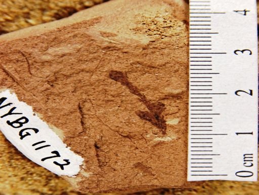 Sequoia affinis