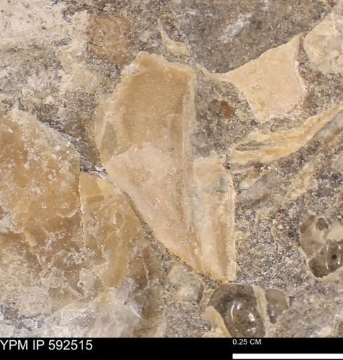 undet. Mollusca