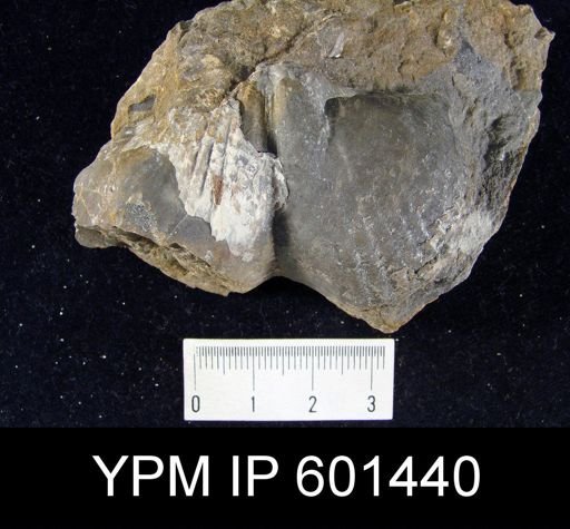 Paraspirifer cultrijugatus