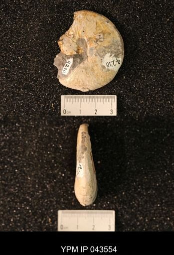 Hoploscaphites nicolletii