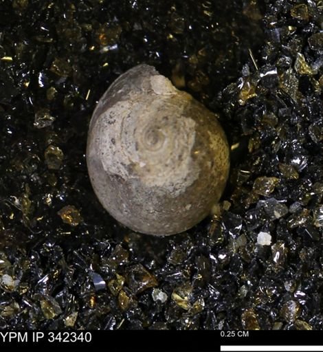 Oligoptycha concinna