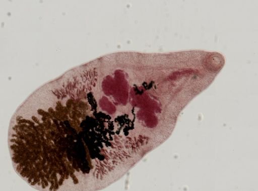 Dicrocoelium dendriticum
