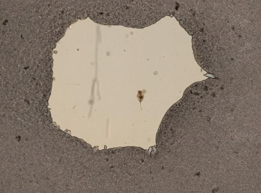 Trichocerca multicrinis