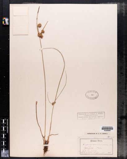 Cyperus acuminatus