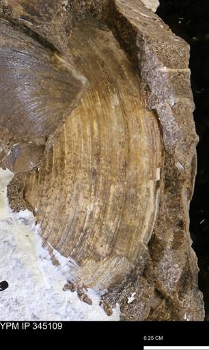 Limopsis striatopunctatus
