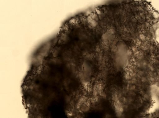 Haliclona (Gellius) sp.