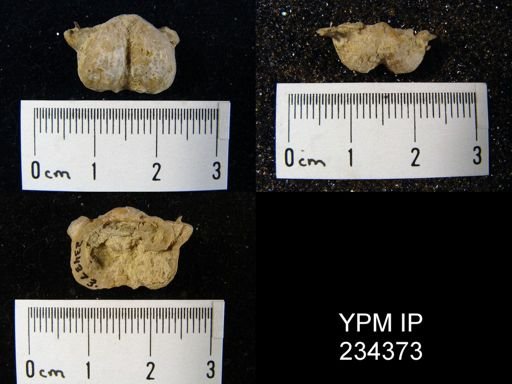 Marginifera wabashensis