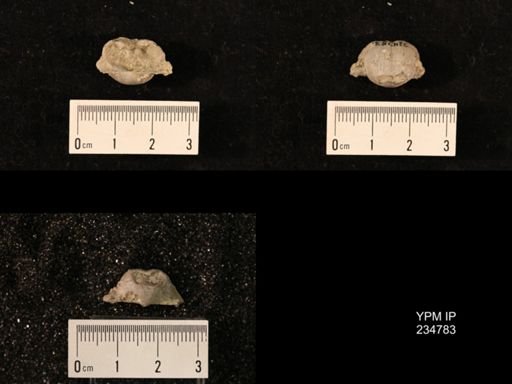 Marginifera splendens