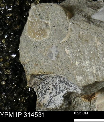 undet. Mollusca