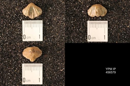 Rhynchonella dentata