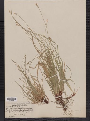 Carex deflexa