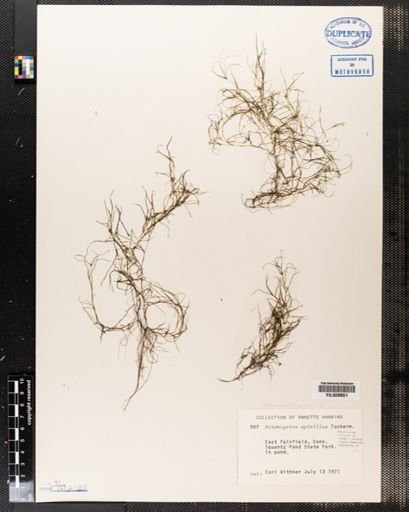 Potamogeton spirillus