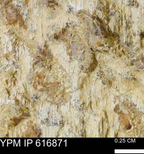 Teredo sp.