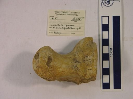 Arsinoitherium sp.