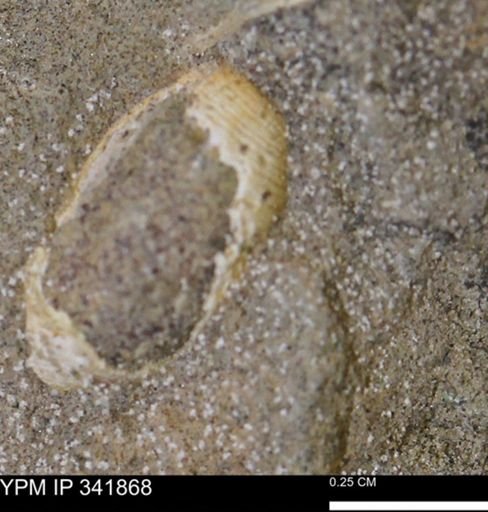 undet. Gastropoda