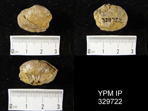 Derbyia sp.