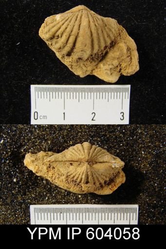 Spirifer cyclopterus