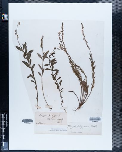 Polygala polygama