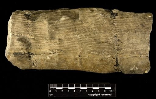 Calamites pachyderma