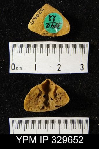 Meristella