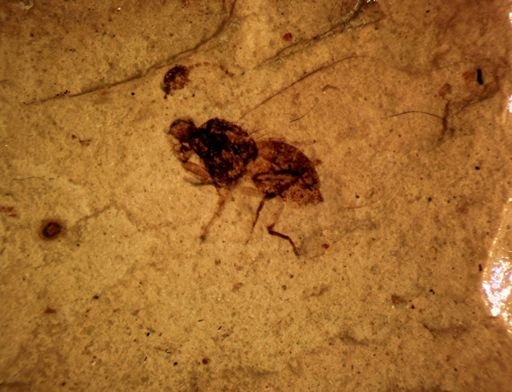 undet. Diptera