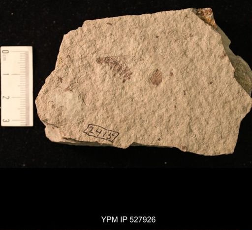 undet. Hexapoda