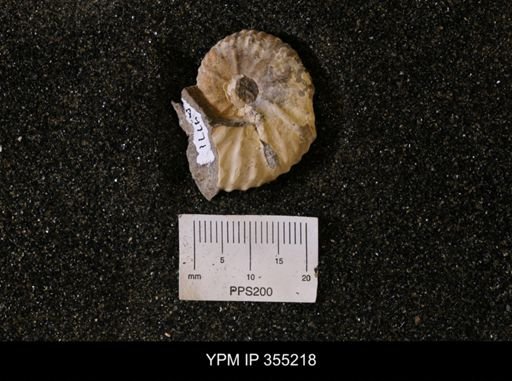 Discoscaphites sp.