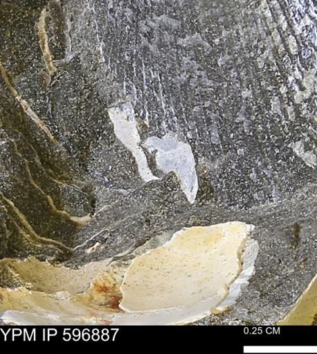 undet. Bivalvia