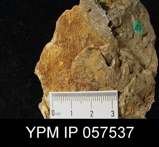 Stropheodonta?