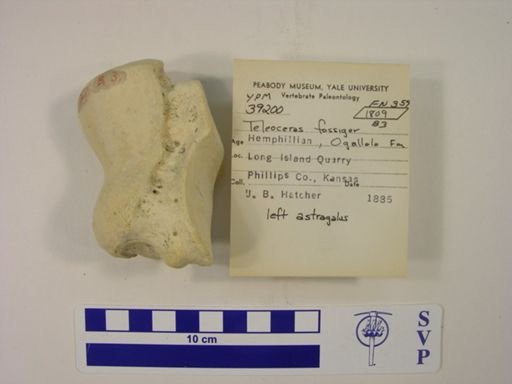 Teleoceras fossiger