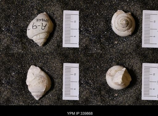 Vanikoropsis sp.