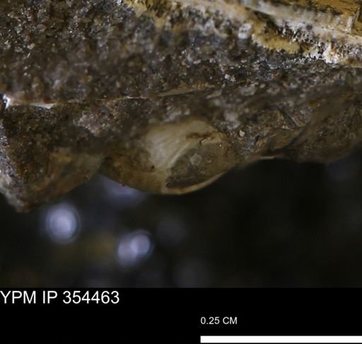 undet. Mollusca