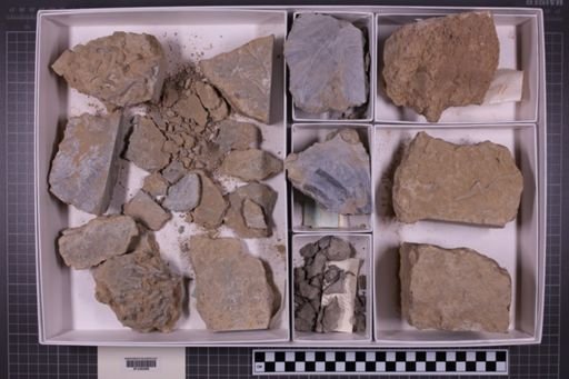 mixed taxa, stratigraphic collection