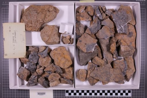 mixed taxa, stratigraphic collection
