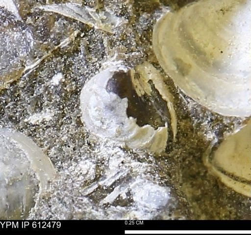 Protocardia subquadrata