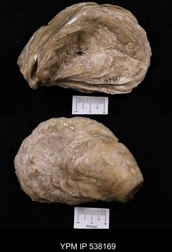 Crassostrea subtrigonalis