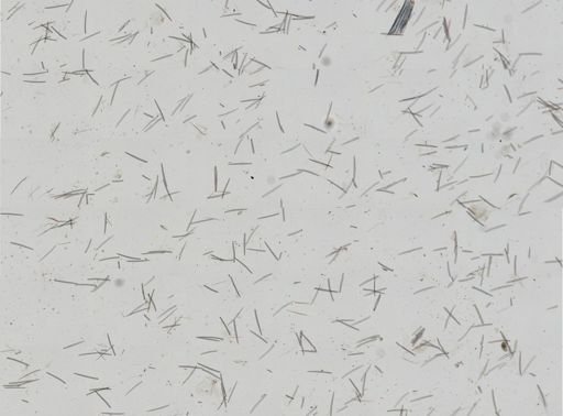 Isodictya deichmannae