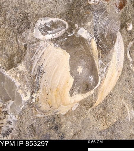 Limopsis striatopunctatus