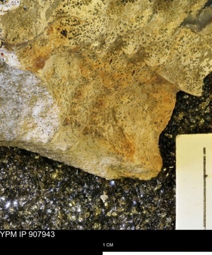 undet. Mollusca