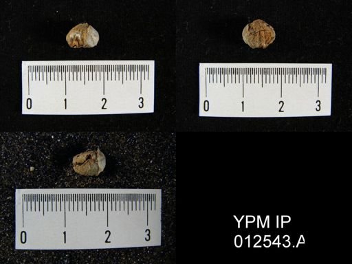 Pugnoides texanus
